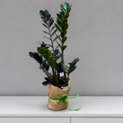 Чорний Заміокулькас Равен (Zamioculcas Raven) 80 см - ексклюзивне доларове дерево в горщику