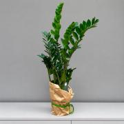 Заміокулькас (Zamioculcas) 90 см - невибагливе доларове дерево в горщику