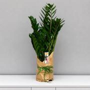 Заміокулькас (Zamioculcas) 100 см (1 метр) - стильне доларове дерево в горщику