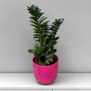 Компактний Заміокулькас Зензі (Zamioculcas Zenzi) 55 см - карликове доларове дерево в горщику