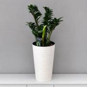 Заміокулькас Зензі (Zamioculcas Zenzi) 55 см - доларове дерево в горщику