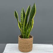 Сансевиерия Лауренти (Sansevieria Laurentii) - неприхотливое комнатное растение в горшке