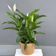 Спатифілум Світ Лаурета (Spathiphyllum Sweet Lauretta) - вишукана кімнатна квітка в горщику