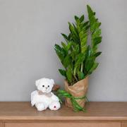 Заміокулькас (Zamioculcas) 50 см - невибагливе доларове дерево в горщику