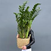 Заміокулькас (Zamioculcas) 120 см - статусне доларове дерево в горщику