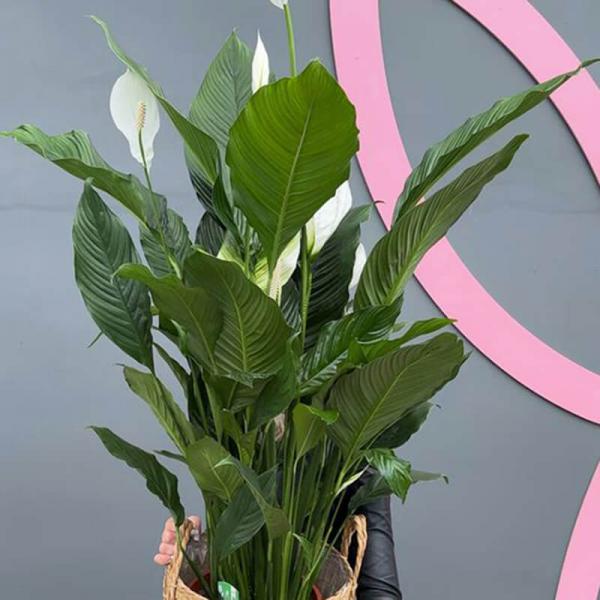 Спатифілум 120 см