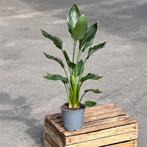 Стрелиция (Strelitzia)