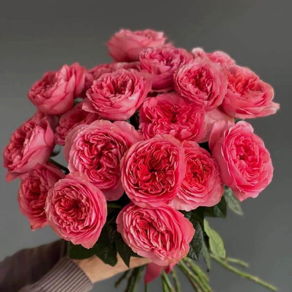Роза Pink Expression
