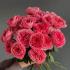 Роза Pink Expression