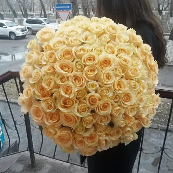 101 кремовая роза Пич Аваланч, 70 см