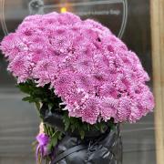 Букет из 51 розовой однобутонной хризантемы с атласной лентой