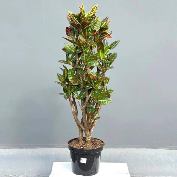 Кротон Екселент (Codiaeum Excellent), 120 см