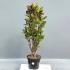 Кротон Екселент (Codiaeum Excellent), 120 см