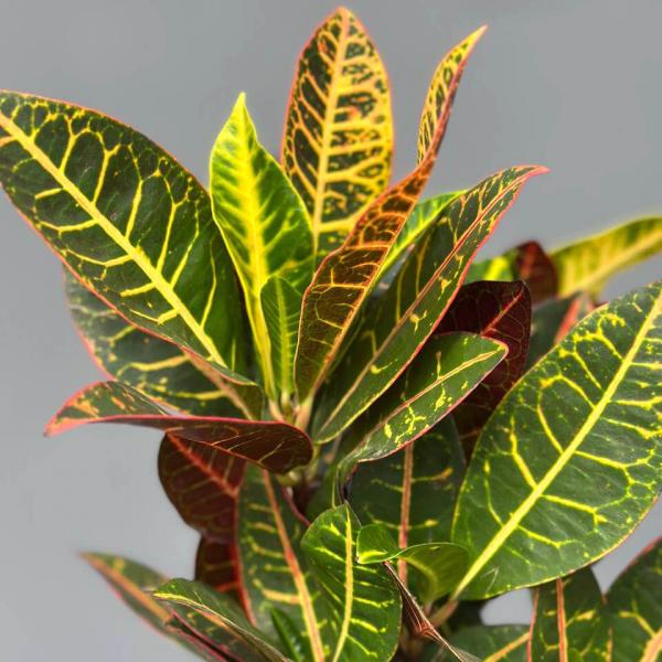 Кротон Екселент (Codiaeum Excellent), 120 см