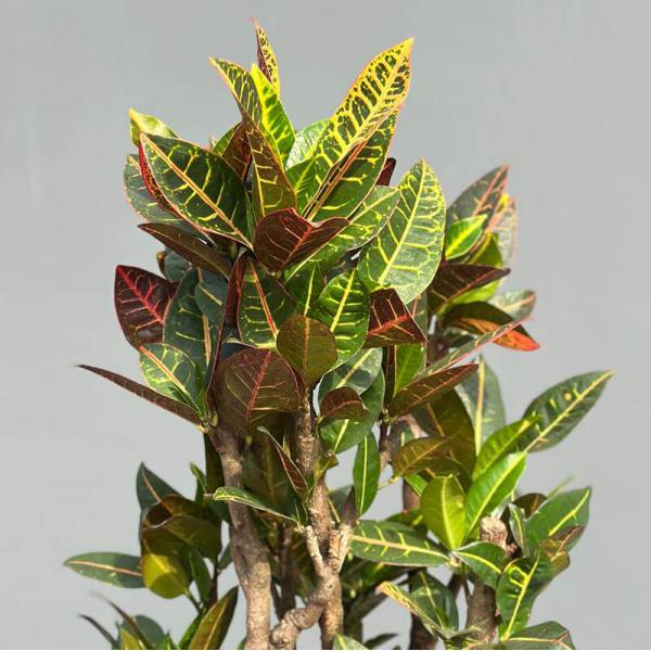 Кротон Екселент (Codiaeum Excellent), 120 см