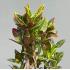Кротон Екселент (Codiaeum Excellent), 120 см