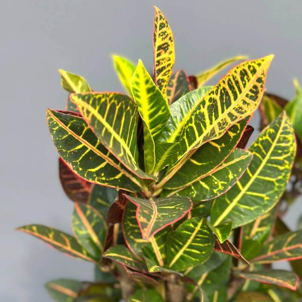 Кротон Екселент (Codiaeum Excellent), 120 см