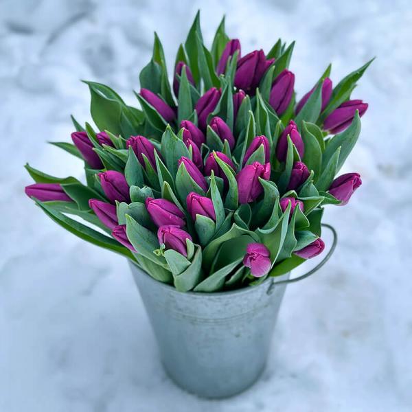 Тюльпан тёмно-фиолетовый Purple Prince (Нидерланды)