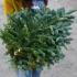 Ель Abies Nobilis/ Абиес Нобилис, 5 кг, ветки