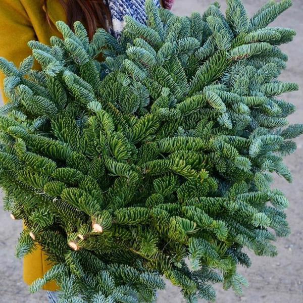 Ель Abies Nobilis/ Абиес Нобилис, 5 кг, ветки