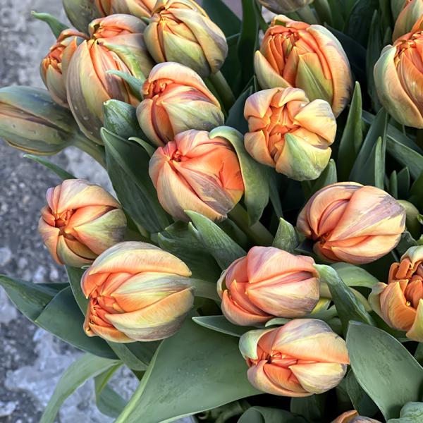 Тюльпан пионовидный (Orange Princess)