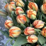 Тюльпан пионовидный (Orange Princess)