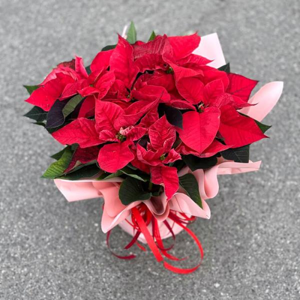 Пуансетія (Різдвяна зірка)/ Euphorbia pulcherrima