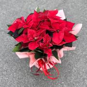Пуансетия (Рождественская звезда) / Euphorbia pulcherrima