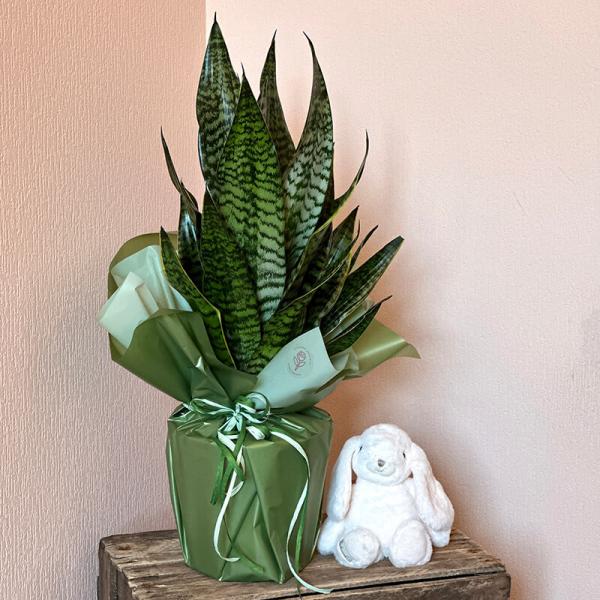 Сансевиерия (Sansevieria Laurentii trifasciata), 80 см
