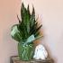 Сансевиерия (Sansevieria Laurentii trifasciata), 80 см