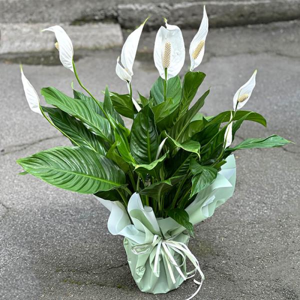 Спатифиллум, 75 см в подарочной упаковке, (Spathiphyllum)