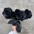 Роза черная Black Rose