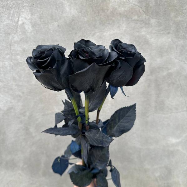 Роза черная Black Rose