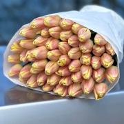 Тюльпаны кремового цвета (Украина)
