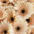 Герберы кремовые, мини