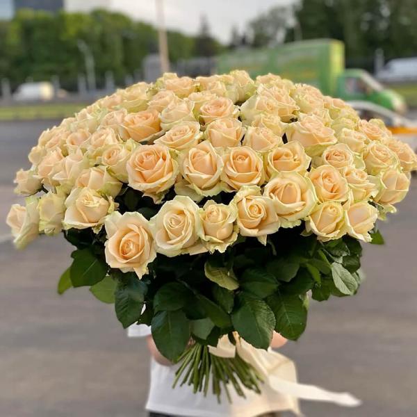 101 кремовая роза Пич Аваланч, 70 см