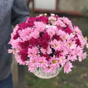 Корзина кольорових хризантем