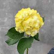 Гортензия жёлтая (Колумбия)