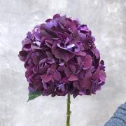 Гортензия фиолетовая