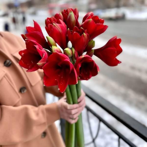 Букет з 5 червоних амарилісів зі стрічкою