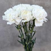 Гвоздика белая (Dianthus)
