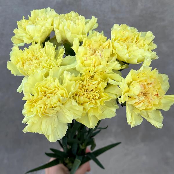 Гвоздика жёлтая (Dianthus)