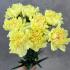 Гвоздика жёлтая (Dianthus)