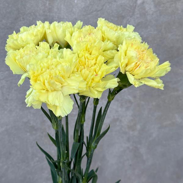Гвоздика жёлтая (Dianthus)
