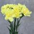 Гвоздика жёлтая (Dianthus)