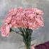 Гвоздика Brown, фарбована (DIANTHUS) 