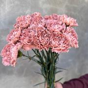 Гвоздика Brown, фарбована (DIANTHUS) 