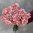 Гвоздика Brown, фарбована (DIANTHUS) 