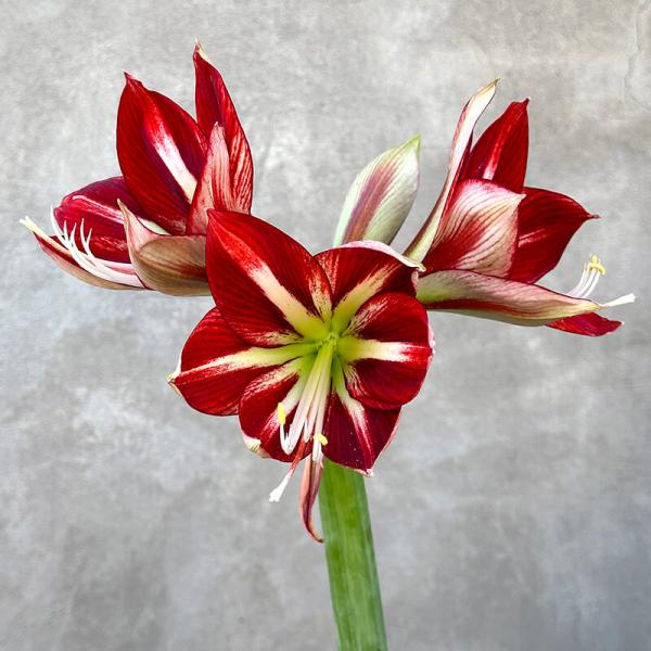 Амарилліс Coral Flame