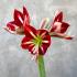 Амарилліс Coral Flame